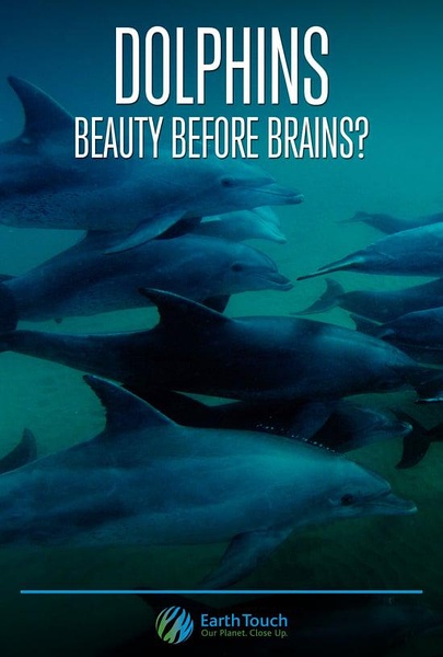 纪录片部落-高清纪录片下载:[其他] 海豚的美丽与智慧 / Dolphins: Beauty Before Brains-纪录片资源1080P/720P/360P高清标清网盘迅雷下载