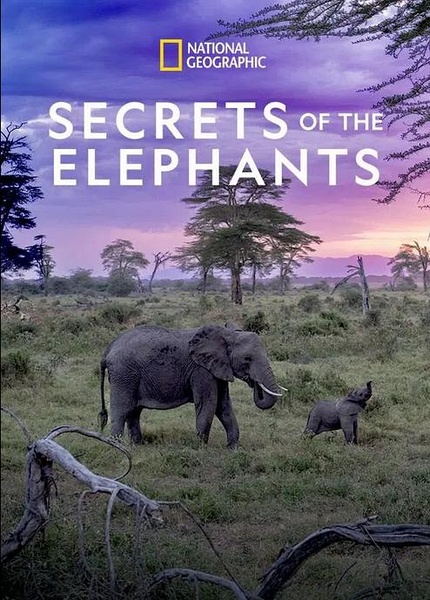 纪录片资源站-高清纪录片下载:国家地理自然风光纪录片《大象的秘密 / Secrets of the Elephants》-纪录片资源1080P/720P/360P高清标清网盘迅雷下载