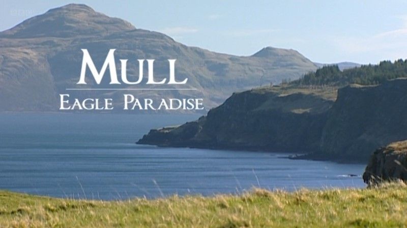 紀錄片部落紀錄片bbc紀錄片仔細考慮鷹天堂mulleagleparadise1080p